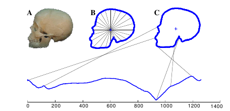 from shapes to time series