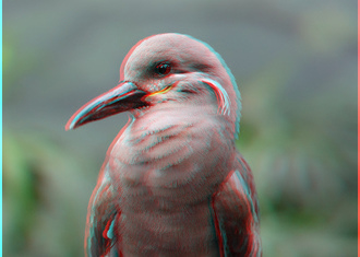 Stereogram